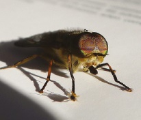 Horse fly